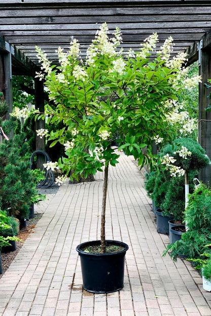 Hydrangea, Paniculata Tardiva