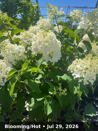 Blooming/Hot — Jul 29, 2026