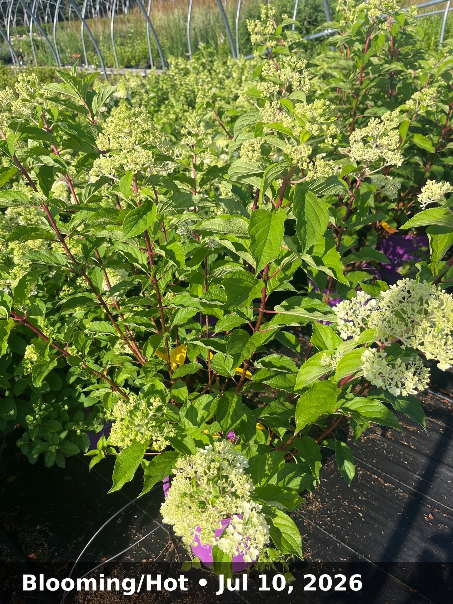 Blooming/Hot — Jul 10, 2026