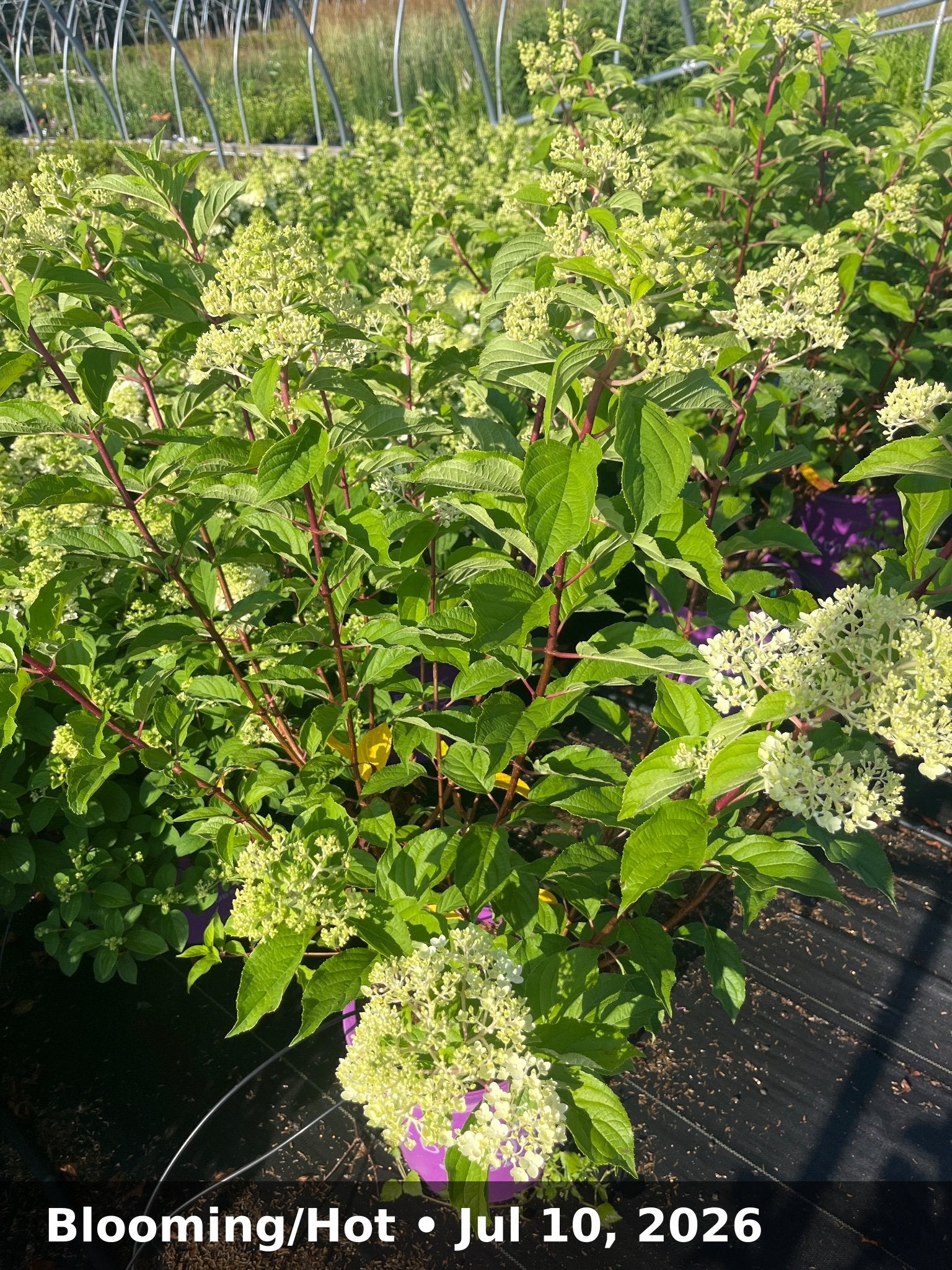 Blooming/Hot — Jul 10, 2026