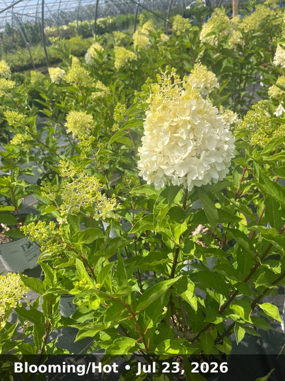 Blooming/Hot — Jul 23, 2026