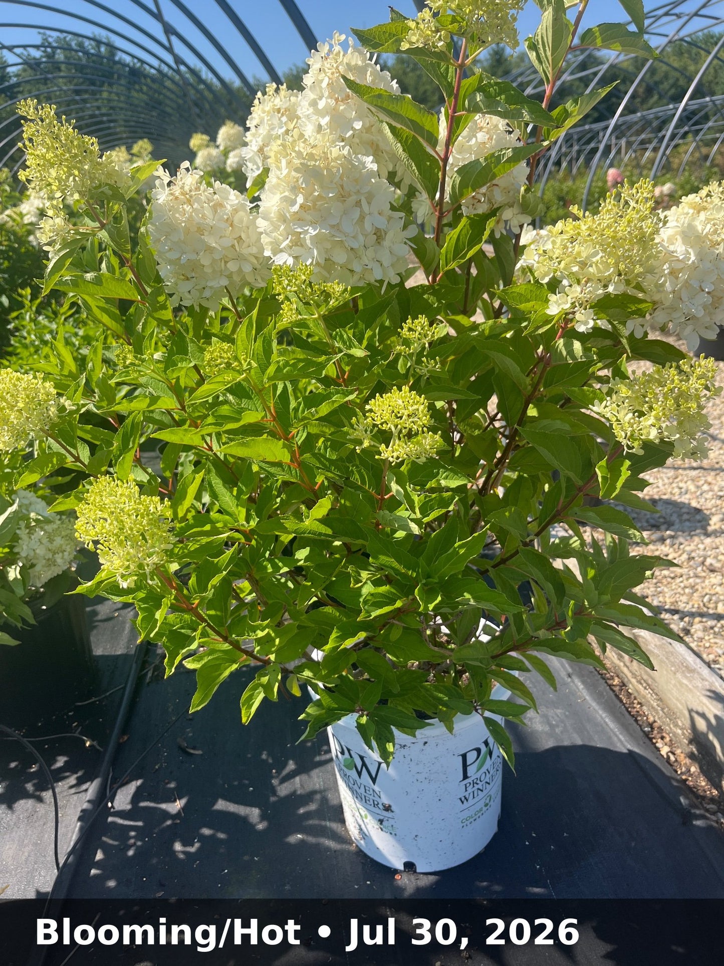 Blooming/Hot — Jul 30, 2026