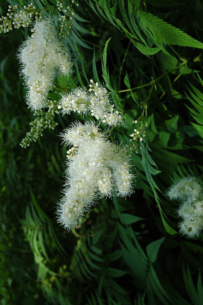 Ural False Spirea, Matcha Ball