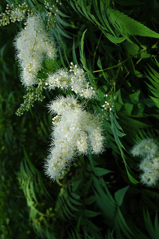 Ural False Spirea, Matcha Ball