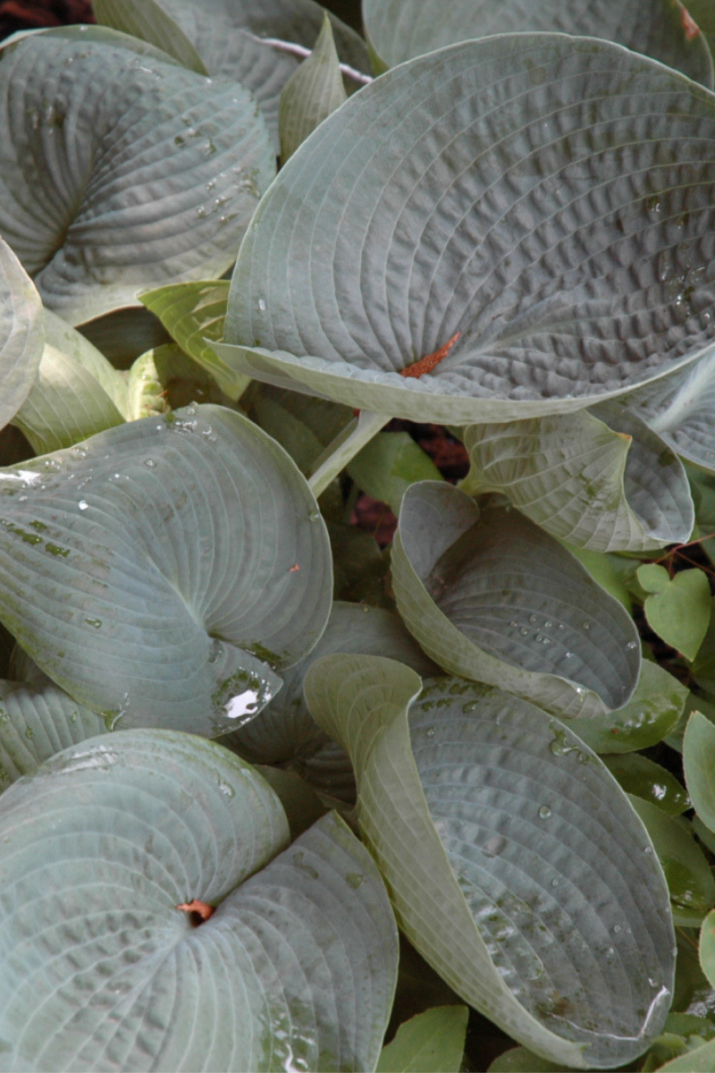 Hosta, Abiqua Drinking Gourd