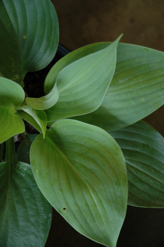 Hosta, Empress Wu