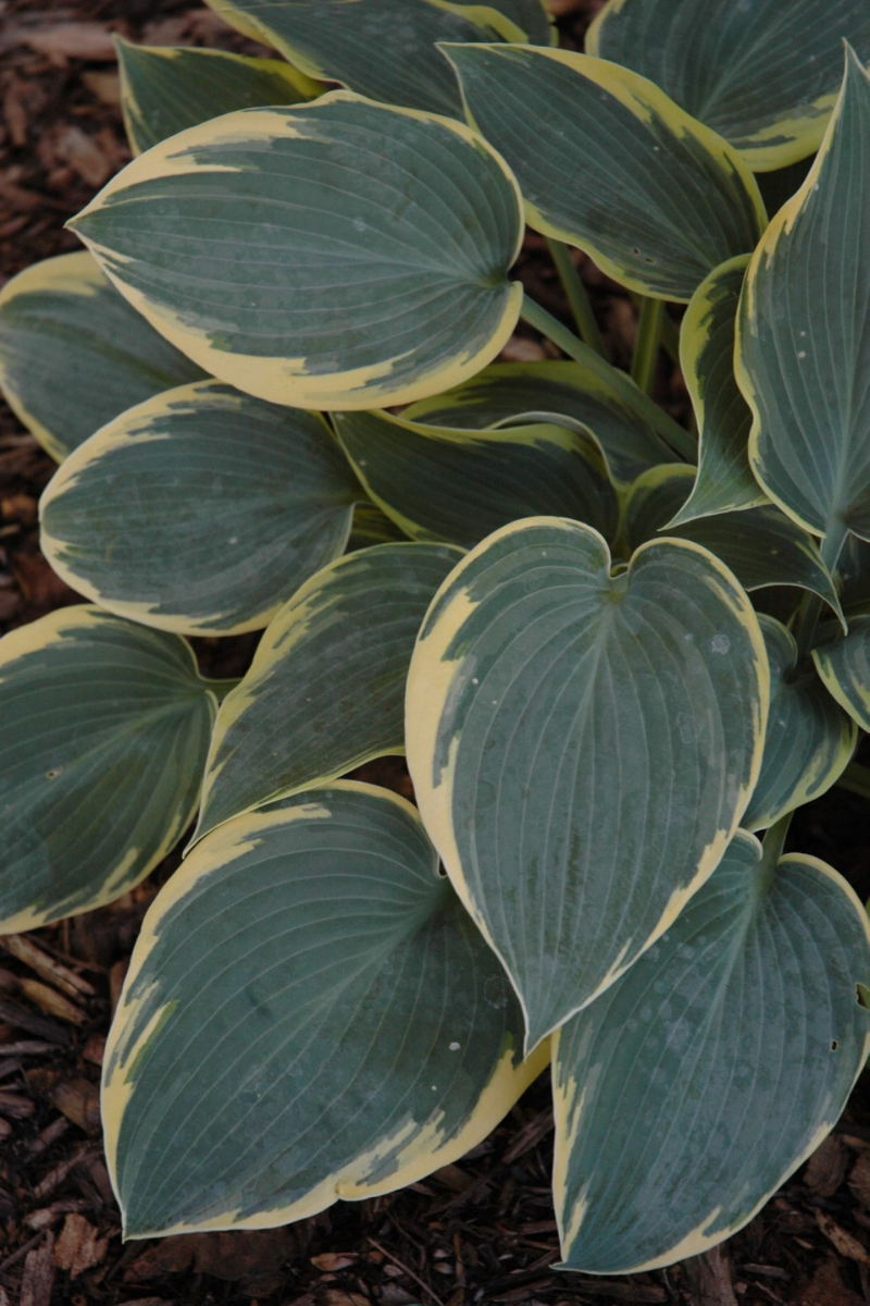 Hosta, First Frost