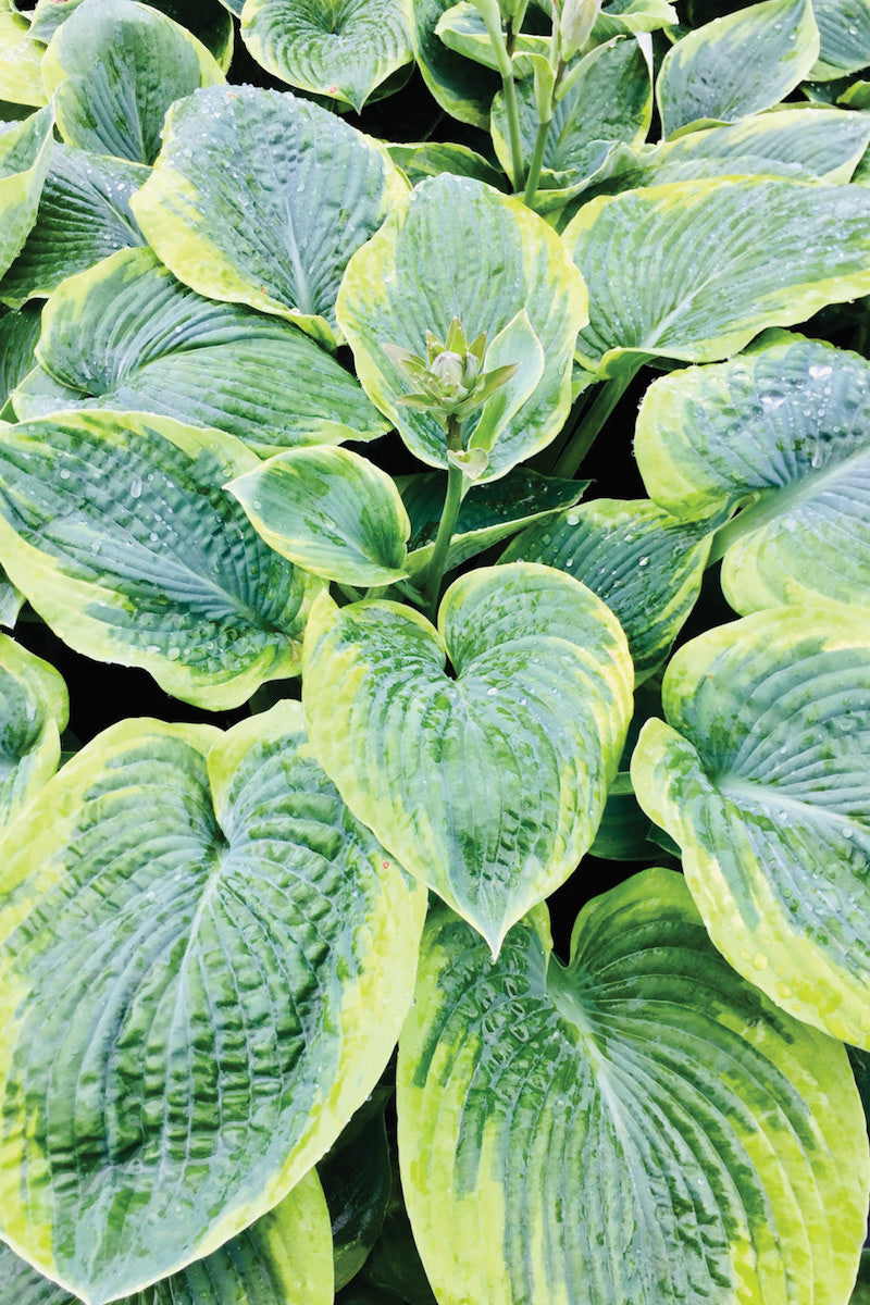 Hosta, Frances Williams