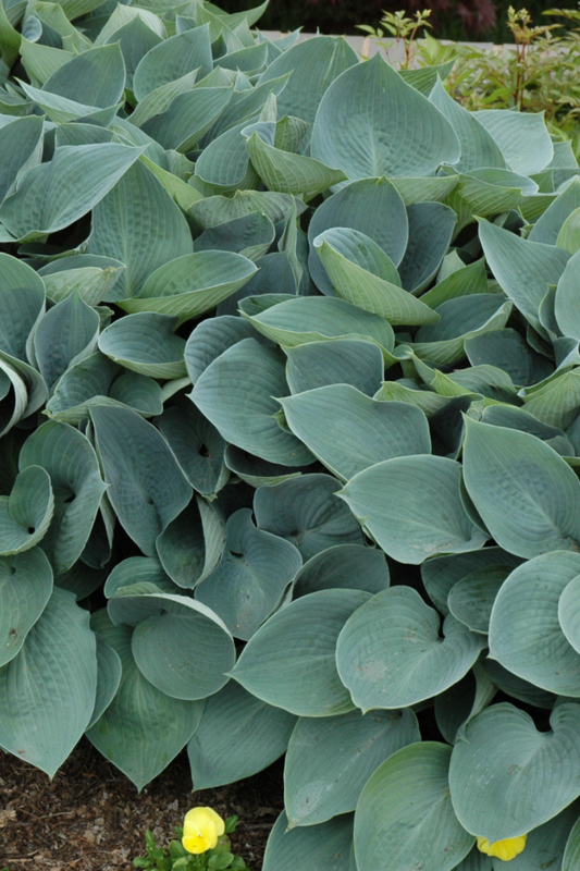 Hosta, Halcyon