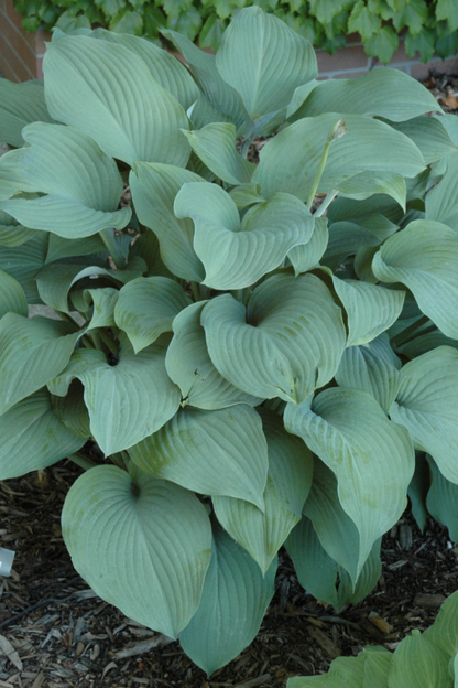 Hosta, Krossa Regal