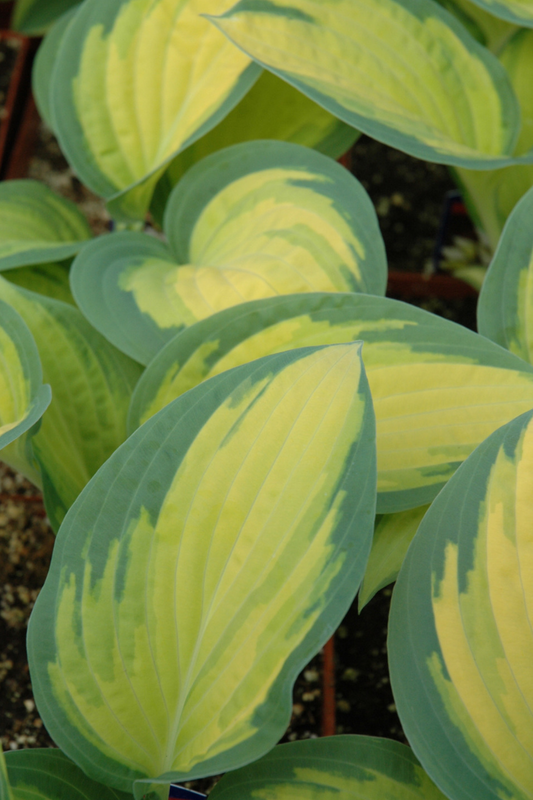 Hosta, Orange Marmalade