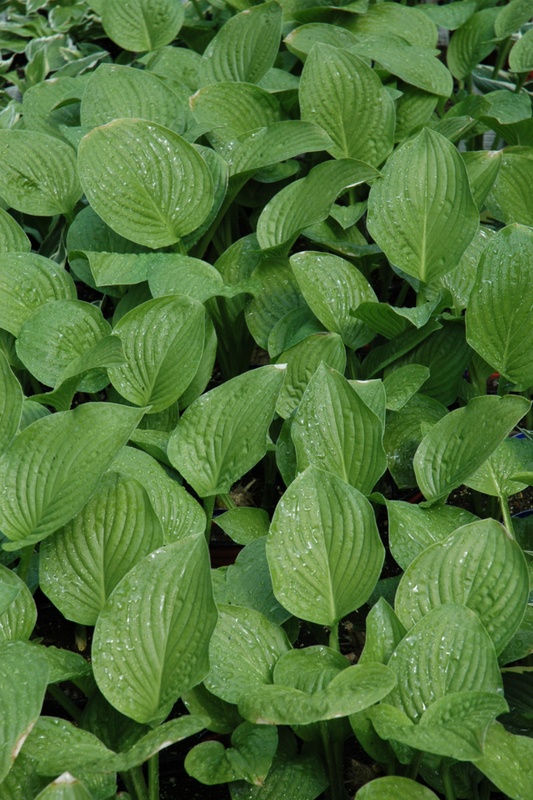 Hosta, Royal Standard