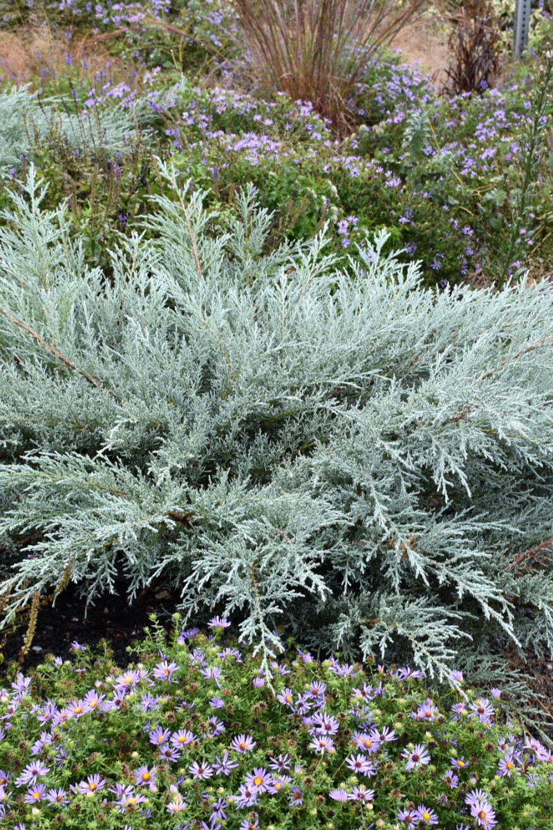 Juniper, Grey Owl