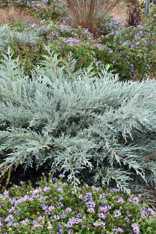 Juniper, Grey Owl