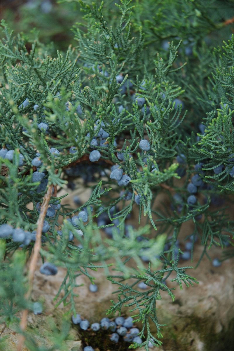 Juniper, Grey Owl