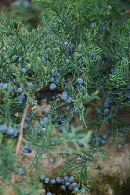Juniper, Grey Owl