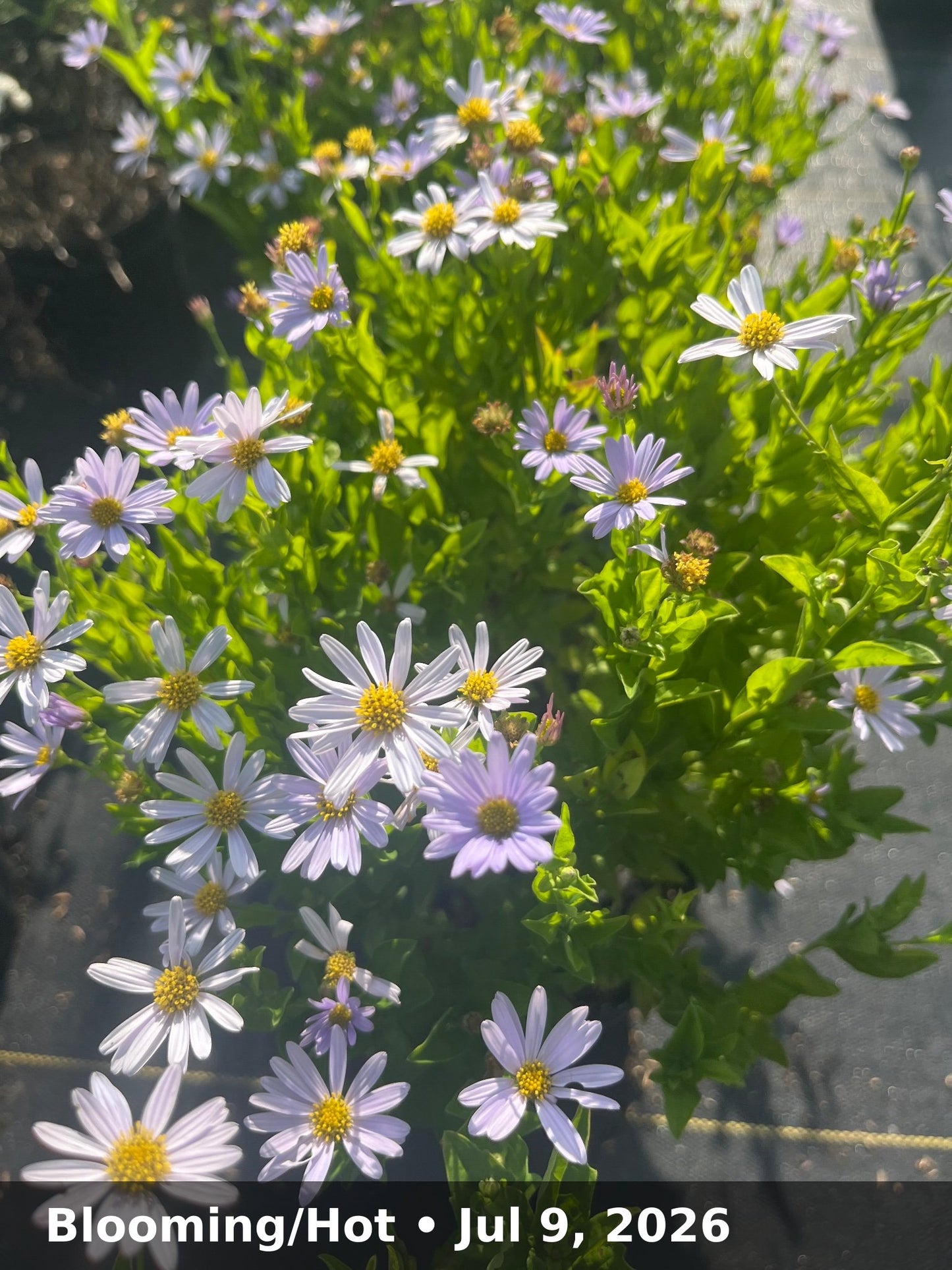 Blooming/Hot — Jul 9, 2026