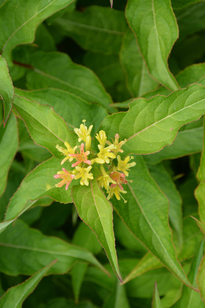 Diervilla, Kodiak Orange