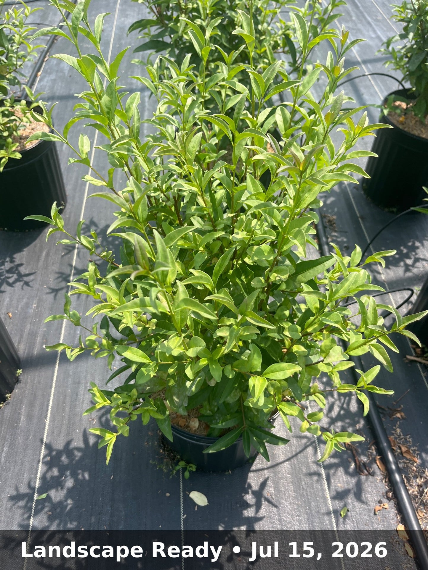 Landscape Ready — Jul 15, 2026