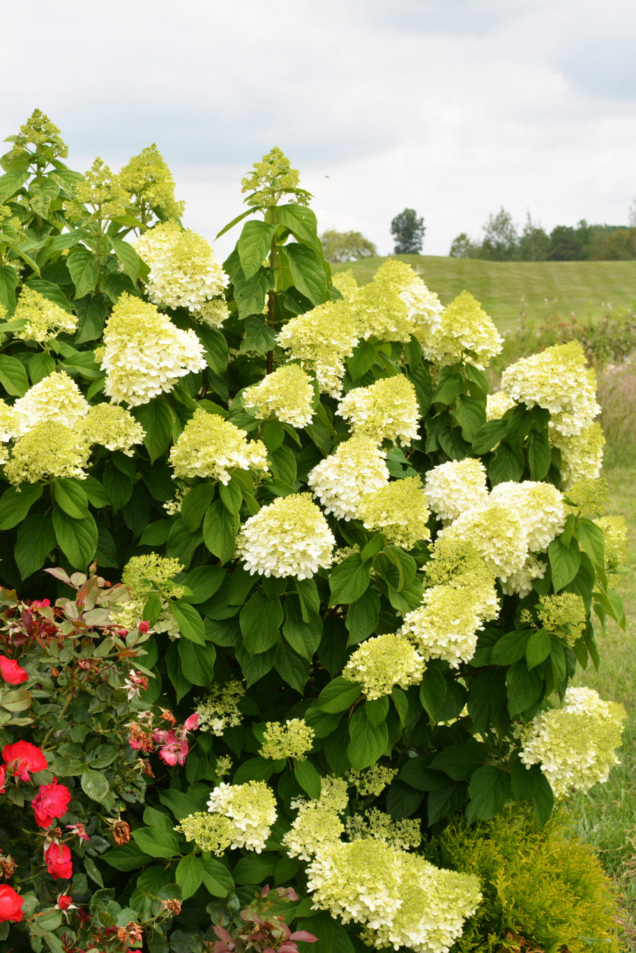 Hydrangea, Paniculata Limelight