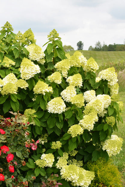 Hydrangea, Paniculata Limelight