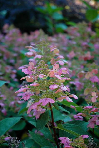 Hydrangea, Paniculata Little Quick Fire