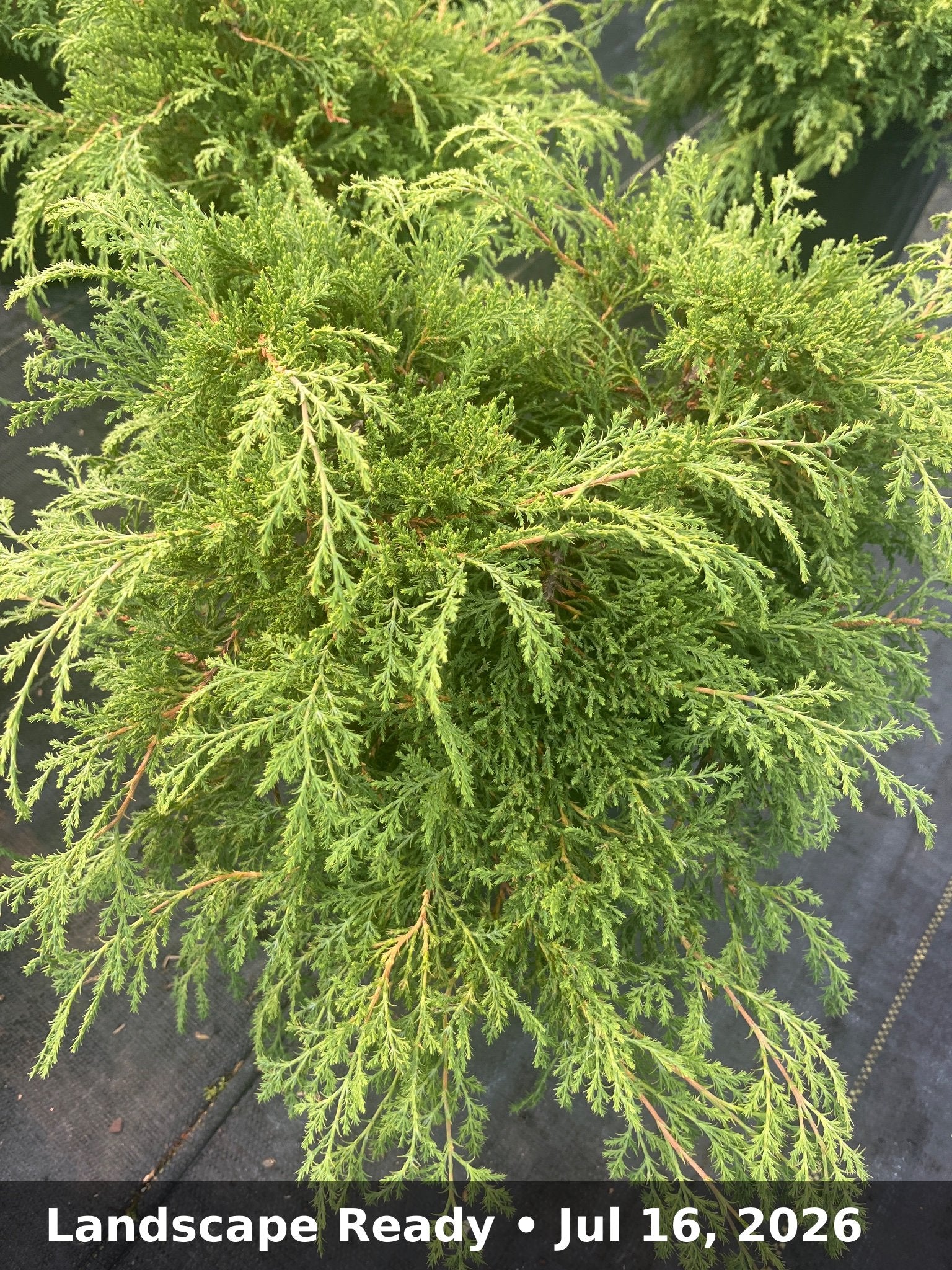 Landscape Ready — Jul 16, 2026