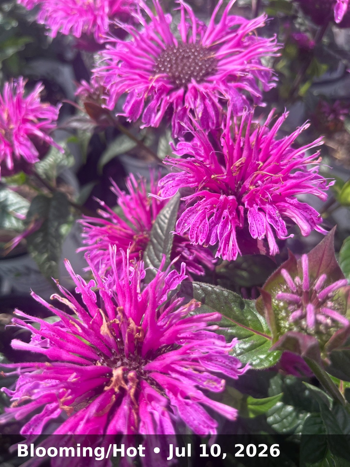 Blooming/Hot — Jul 10, 2026