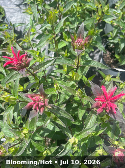 Blooming/Hot — Jul 10, 2026