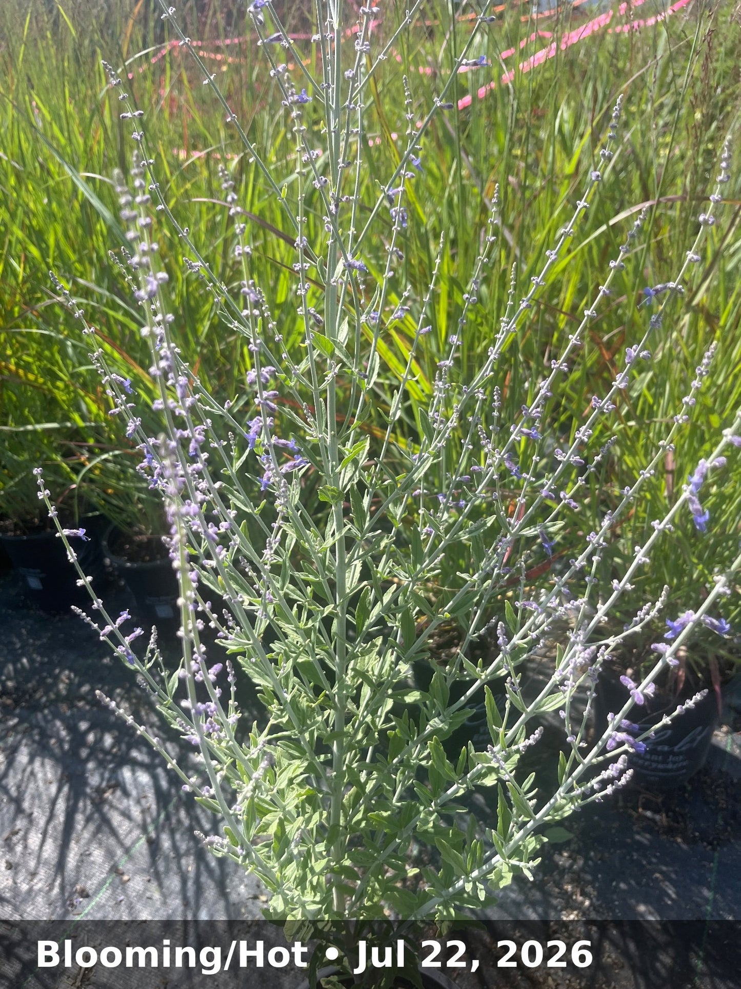 Blooming/Hot — Jul 22, 2026