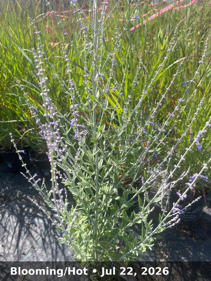 Blooming/Hot — Jul 22, 2026
