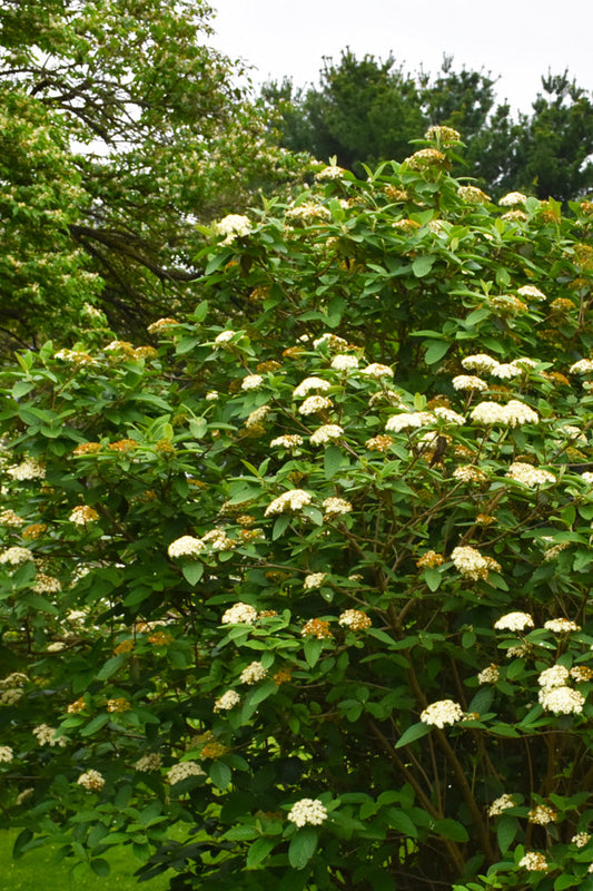 Viburnum, Alleghany