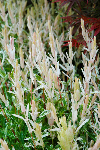 Japanese Dappled Willow