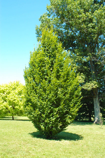 Hornbeam, European Frans Fontaine