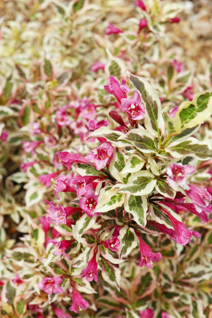 Weigela, My Monet