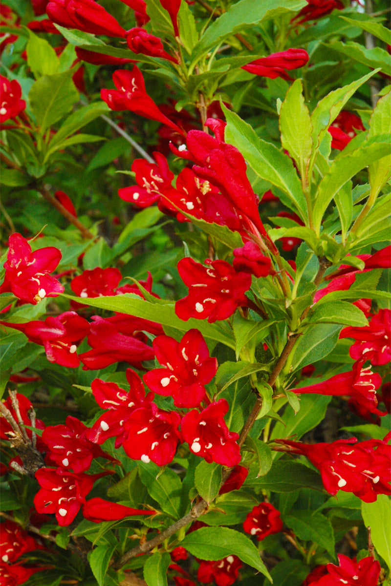 Weigela, Red Prince