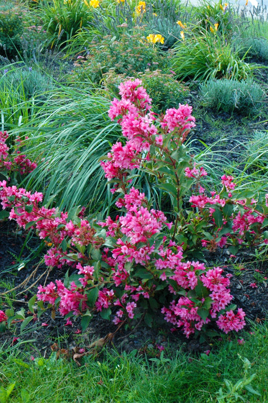 Weigela, Sonic Bloom Pink