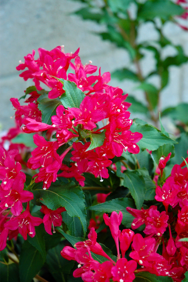 Weigela, Sonic Bloom Red