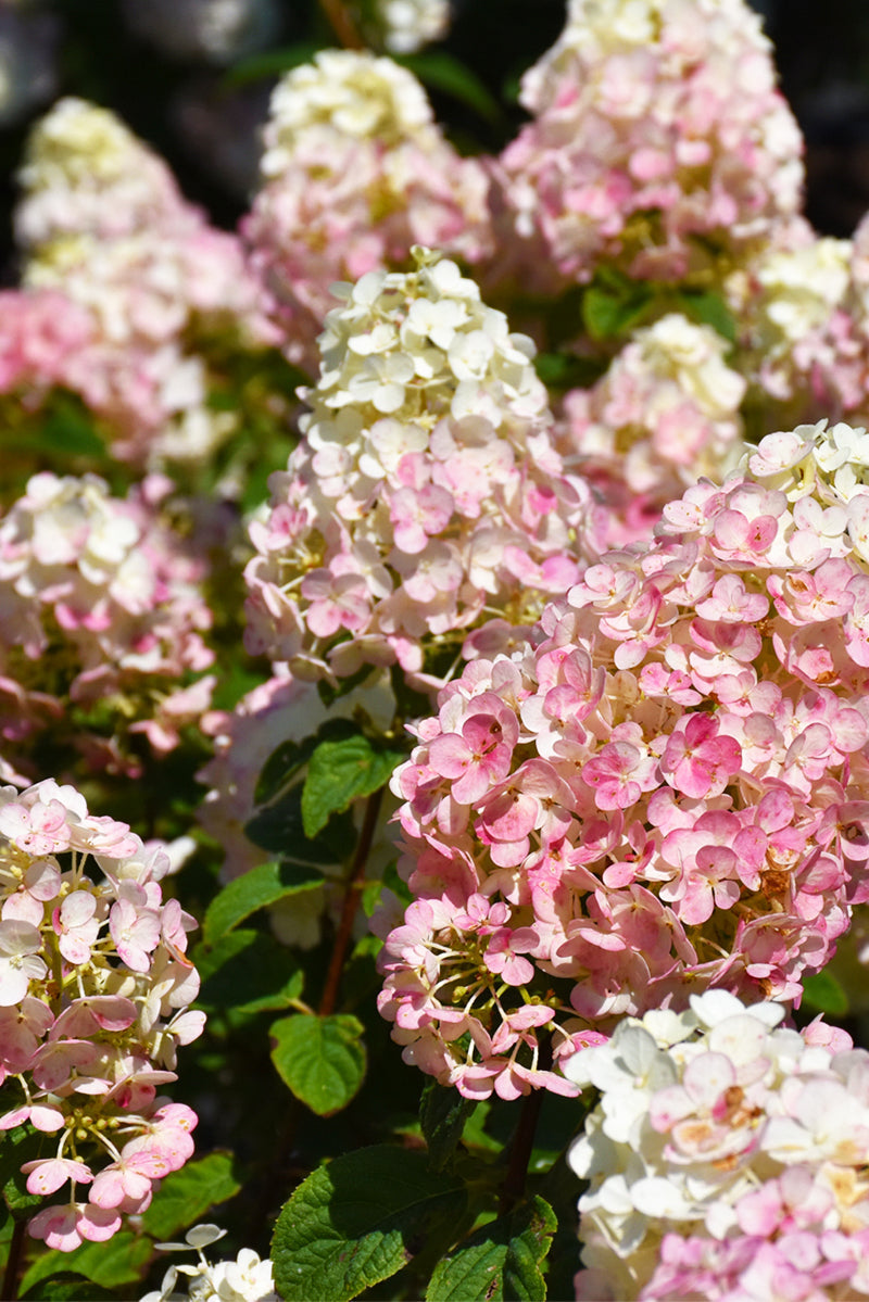 Hydrangea, Paniculata Strawberry Sundae