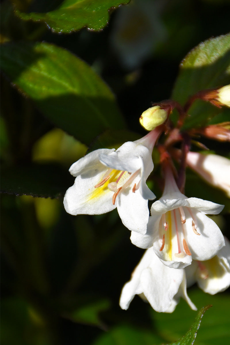 Weigela, Tuxedo