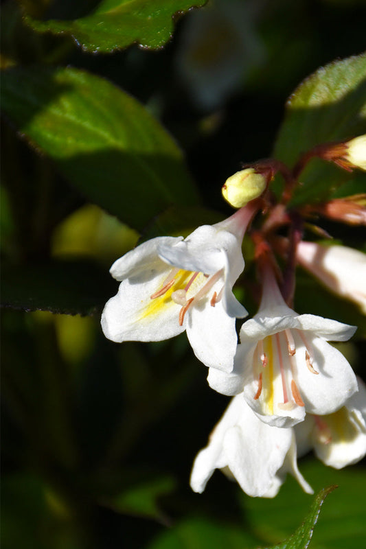Weigela, Tuxedo