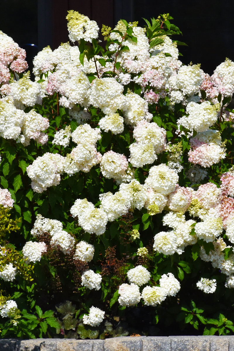 Hydrangea, Paniculata Vanilla Strawberry