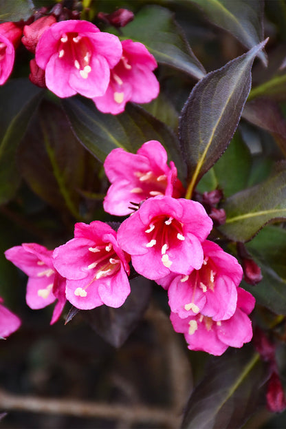 Weigela, Wine And Roses