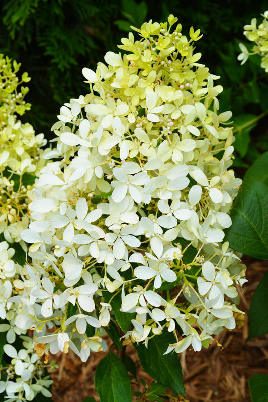 Hydrangea, Paniculata Zinfin Doll