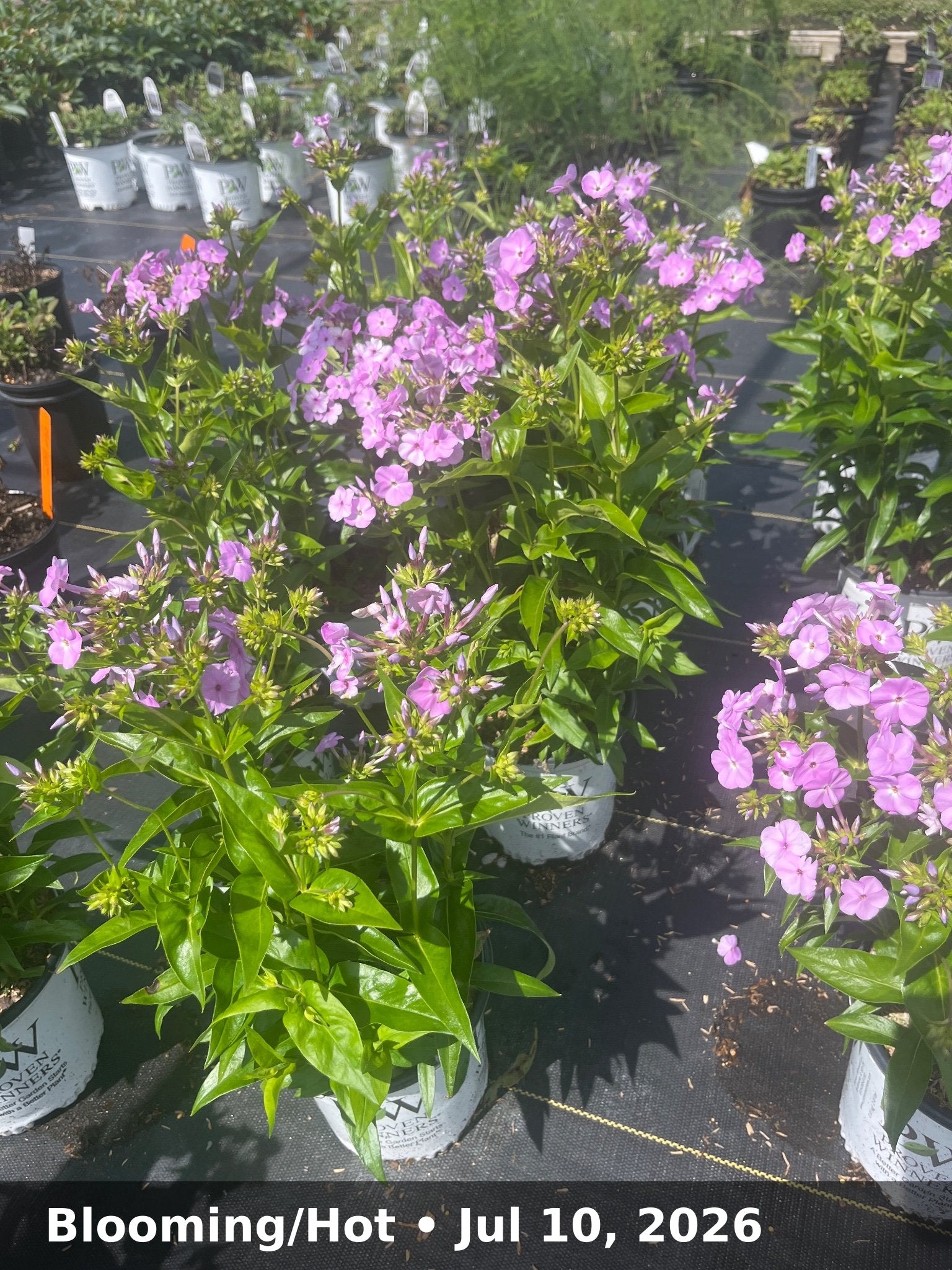 Blooming/Hot — Jul 10, 2026