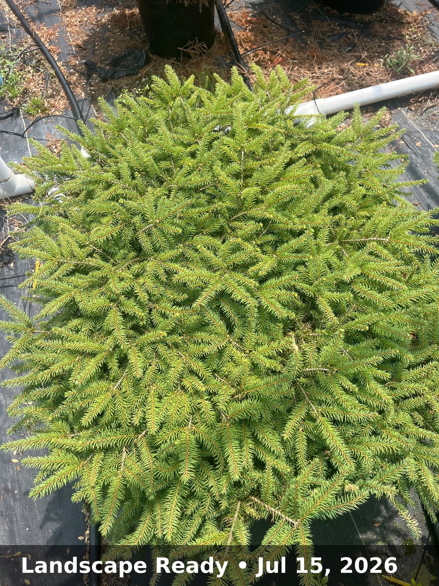 Landscape Ready — Jul 15, 2026