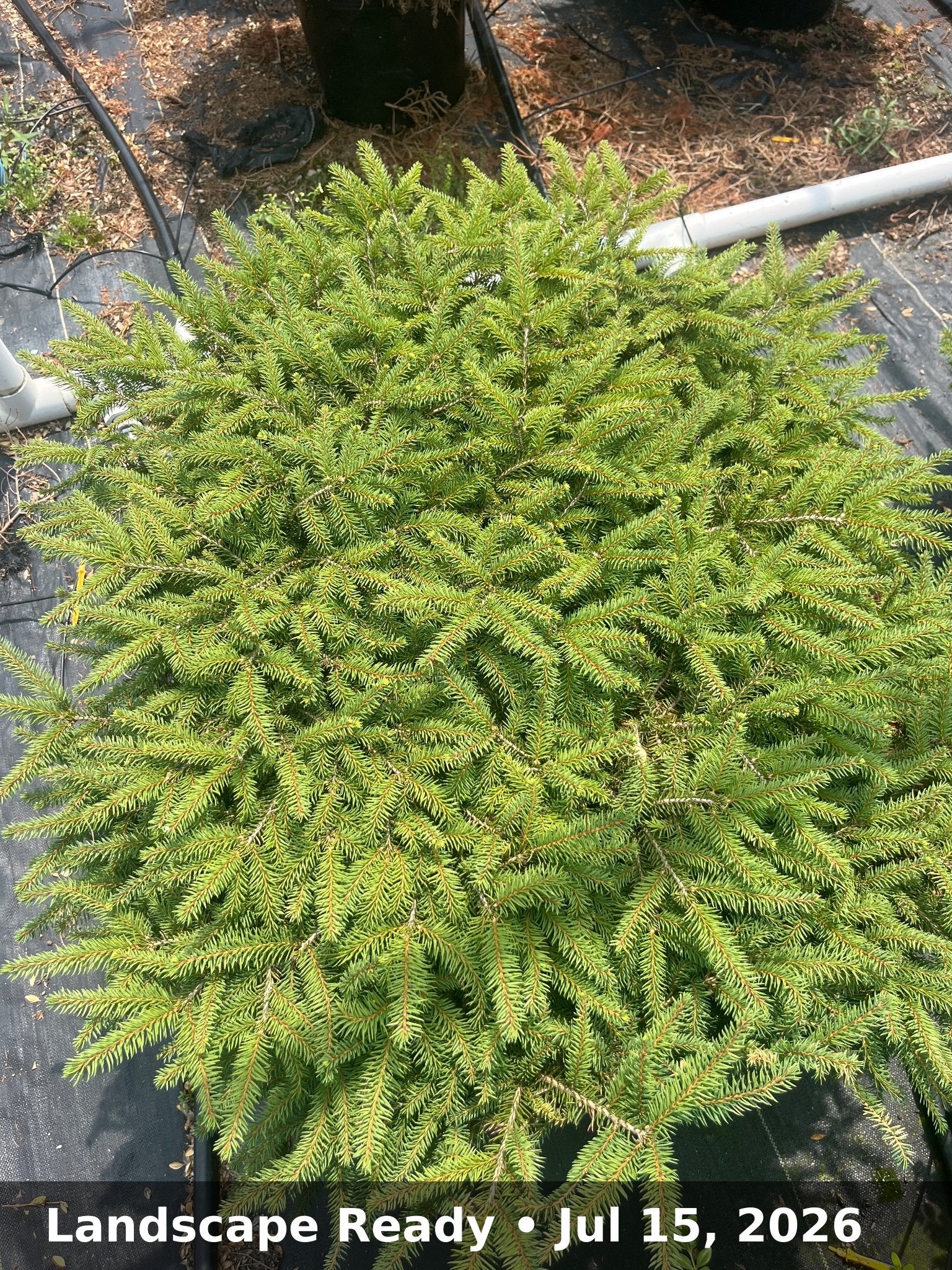 Landscape Ready — Jul 15, 2026