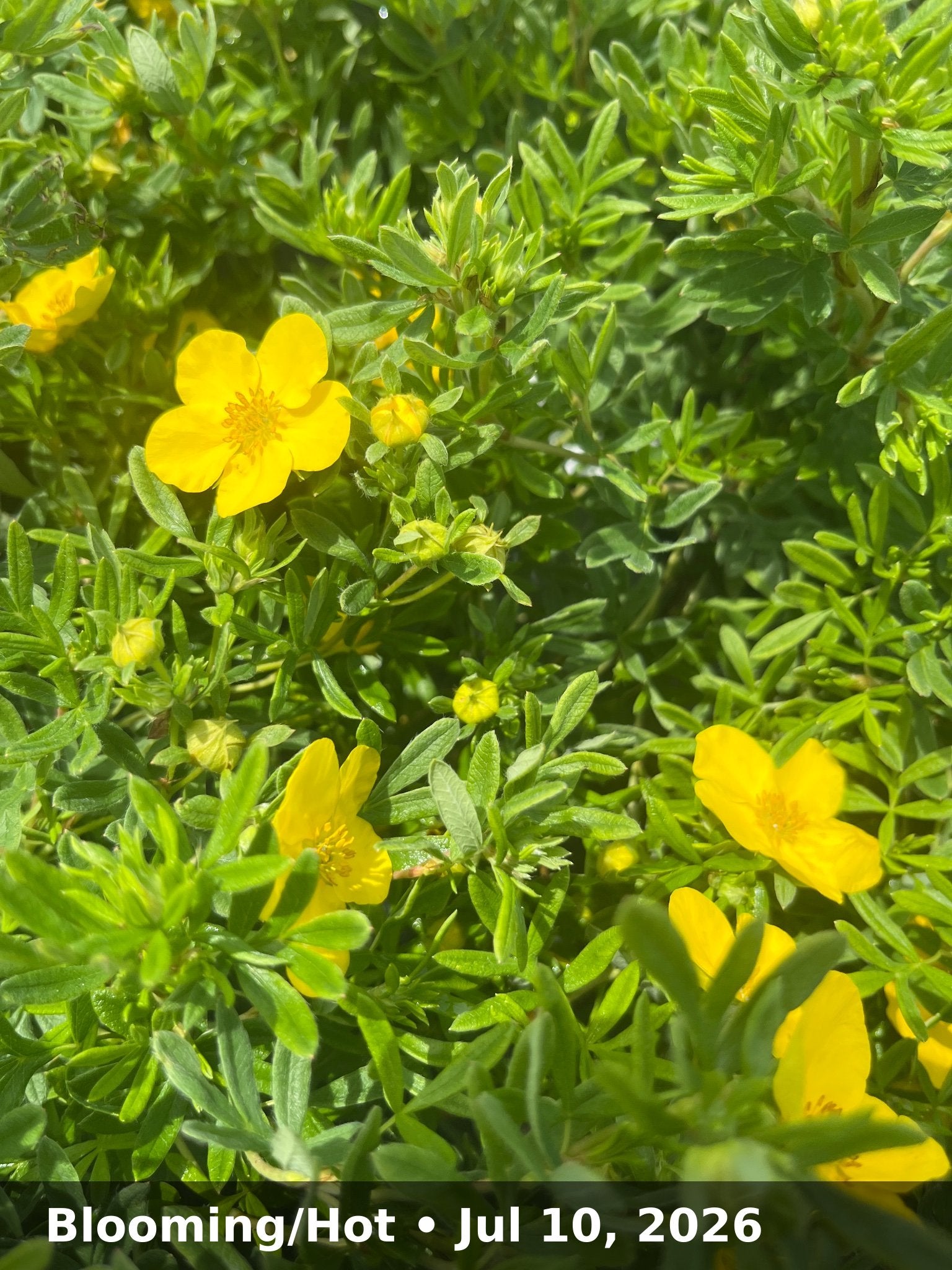 Blooming/Hot — Jul 10, 2026