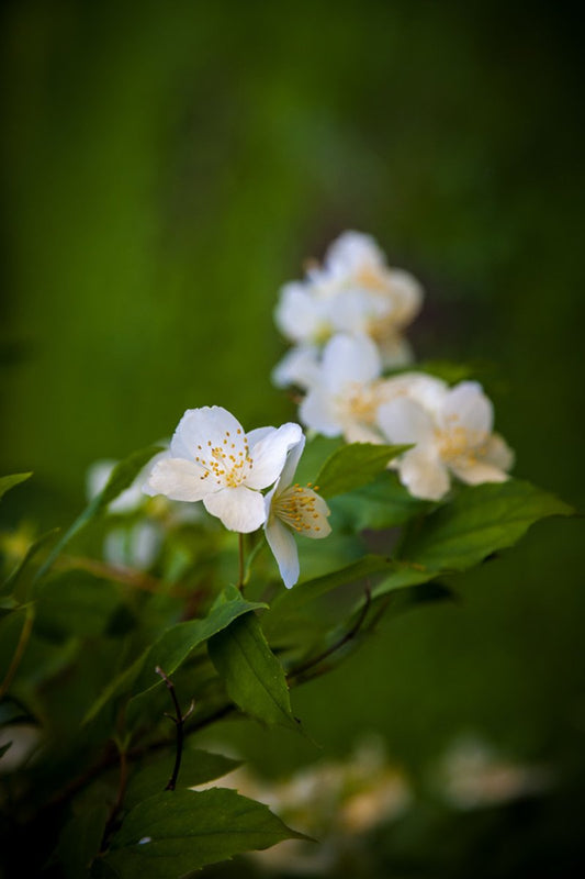 Mockorange, Innocence