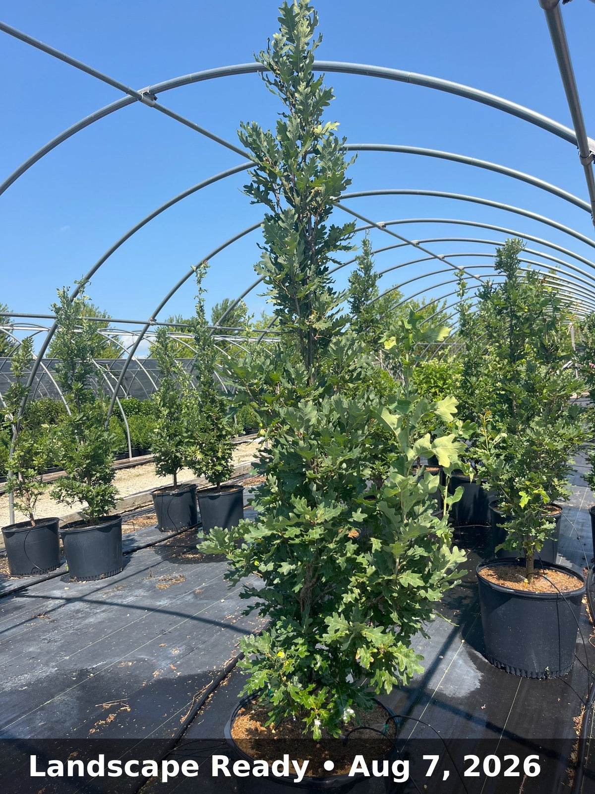 Landscape Ready — Aug 7, 2026